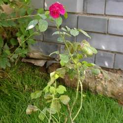 Роза Английская Уильям Шекспир 2000 купить во Владимире