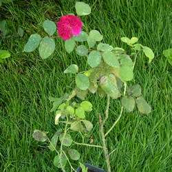 Роза Английская Уильям Шекспир 2000 купить во Владимире