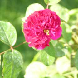 Роза Английская Уильям Шекспир 2000 купить во Владимире