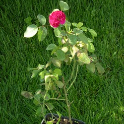 Роза Английская Уильям Шекспир 2000 купить во Владимире