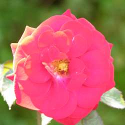 Роза Флорибунда Европеана купить в Нижнем Новгороде