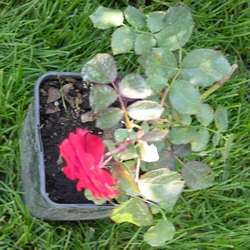 Роза Флорибунда Европеана купить в Нижнем Новгороде