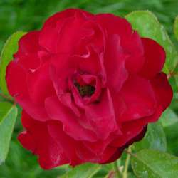 Роза Флорибунда Geena купить в Нижнем Новгороде