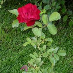 Роза Флорибунда Geena купить в Нижнем Новгороде