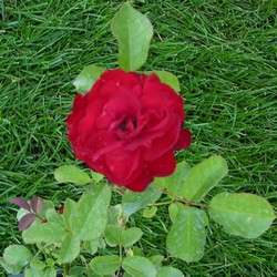 Роза Флорибунда Geena купить в Нижнем Новгороде