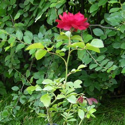 Роза Флорибунда Geena купить в Нижнем Новгороде