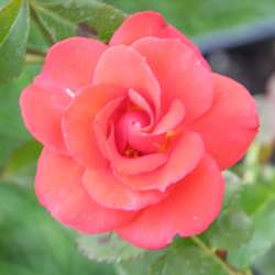 Роза Флорибунда Оранж Сенсейшн купить во Владимире