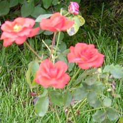 Роза Флорибунда Оранж Сенсейшн купить во Владимире