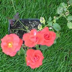 Роза Флорибунда Оранж Сенсейшн купить во Владимире