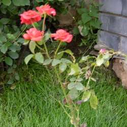 Роза Флорибунда Оранж Сенсейшн купить во Владимире