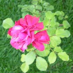 Роза Флорибунда Ветра купить в Нижнем Новгороде