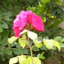 Роза Флорибунда Ветра купить в Нижнем Новгороде