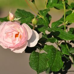 Роза английская душистая Хэритейдж купить