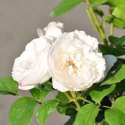 Роза английская душистая Винчестер Кафедрал купить