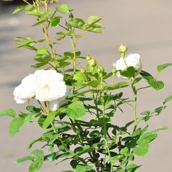 Роза английская душистая Винчестер Кафедрал купить во Владимире