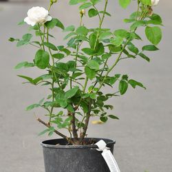 Роза английская душистая Винчестер Кафедрал купить во Владимире