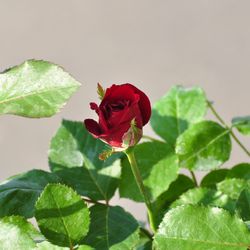 Роза Флорибунда Нина Вейбул купить