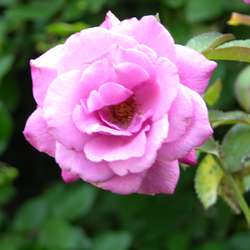 Роза парковая и Альпийская Билибундер купить