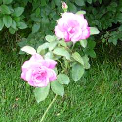 Роза парковая и Альпийская Билибундер купить в Нижнем Новгороде