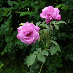 Роза парковая и Альпийская Билибундер купить в Нижнем Новгороде