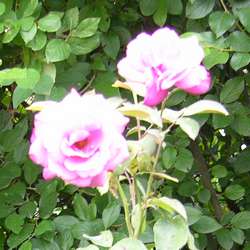 Роза парковая и Альпийская Билибундер купить в Нижнем Новгороде