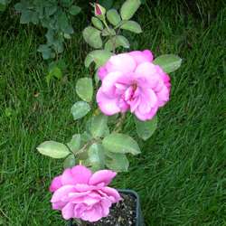 Роза парковая и Альпийская Билибундер купить в Нижнем Новгороде