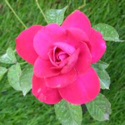 Роза парковая и альпийская Хейделберг купить в Нижнем Новгороде