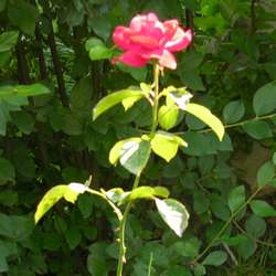 Роза парковая и альпийская Хейделберг купить в Нижнем Новгороде