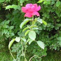 Роза парковая и альпийская Хейделберг купить в Нижнем Новгороде