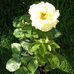 Роза чайно-гибридная Чикаго Пис купить в Нижнем Новгороде