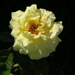 Роза чайно-гибридная Чикаго Пис купить в Нижнем Новгороде