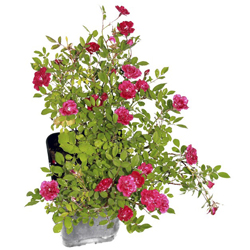 Роза миниатюрная Бэбифлор купить в Нижнем Новгороде