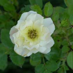 Роза миниатюрная Лаки купить