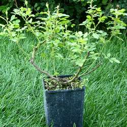 Роза миниатюрная Лаки купить в Нижнем Новгороде