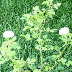 Роза миниатюрная Лаки купить в Нижнем Новгороде