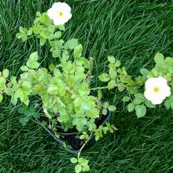 Роза миниатюрная Лаки купить в Нижнем Новгороде