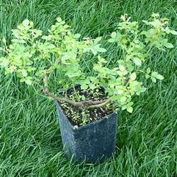 Роза миниатюрная Лаки купить в Нижнем Новгороде