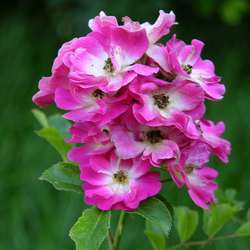 Роза миниатюрная Моцарт купить