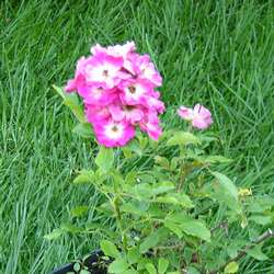 Роза миниатюрная Моцарт купить в Нижнем Новгороде