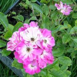 Роза миниатюрная Моцарт купить в Нижнем Новгороде