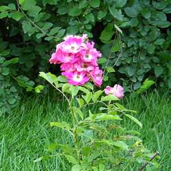 Роза миниатюрная Моцарт купить в Нижнем Новгороде