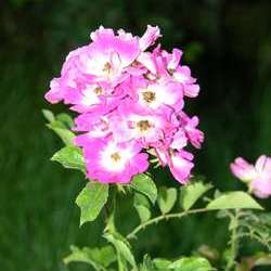 Роза миниатюрная Моцарт купить в Нижнем Новгороде