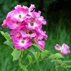 Роза миниатюрная Моцарт купить в Нижнем Новгороде