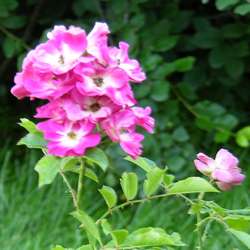 Роза миниатюрная Моцарт купить в Нижнем Новгороде