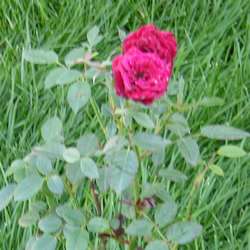 Роза миниатюрная Скарлет Хит купить в Нижнем Новгороде