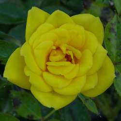 Роза миниатюрная Треллеборг купить