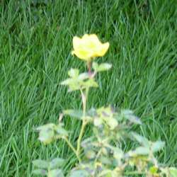 Роза миниатюрная Треллеборг купить в Нижнем Новгороде