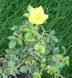 Роза миниатюрная Треллеборг купить в Нижнем Новгороде