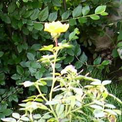 Роза миниатюрная Треллеборг купить в Нижнем Новгороде