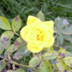 Роза миниатюрная Треллеборг купить в Нижнем Новгороде